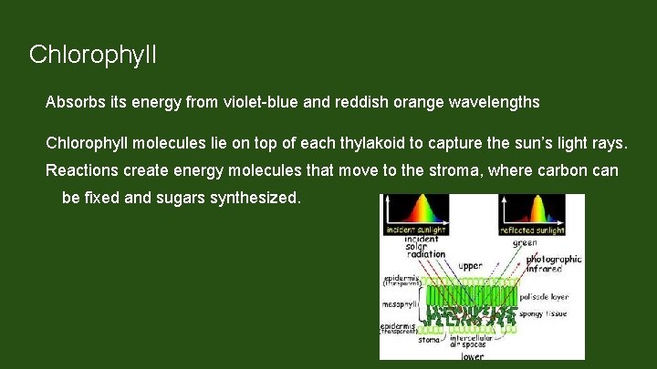 Chlorophyll Absorbs its energy from violet-blue and reddish orange wavelengths Chlorophyll molecules lie on