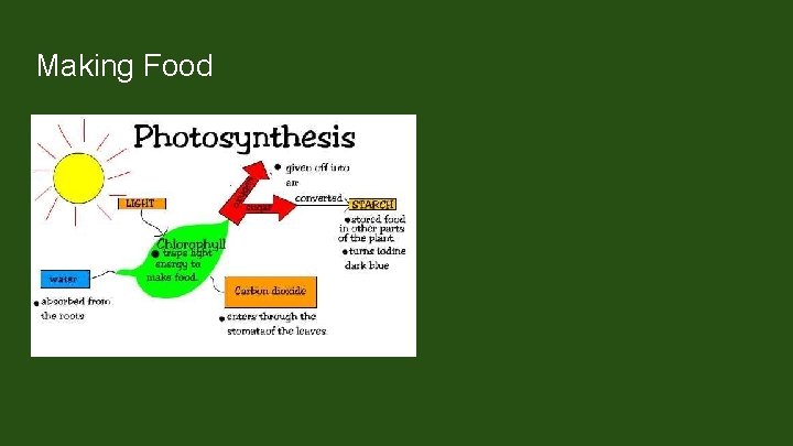 Making Food Creates sugars that support the cell with energy Photosynthesis involves the plant