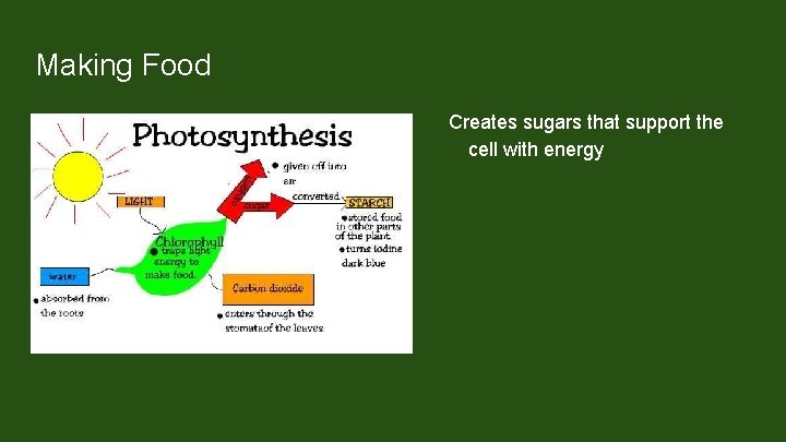 Making Food Creates sugars that support the cell with energy Photosynthesis involves the plant