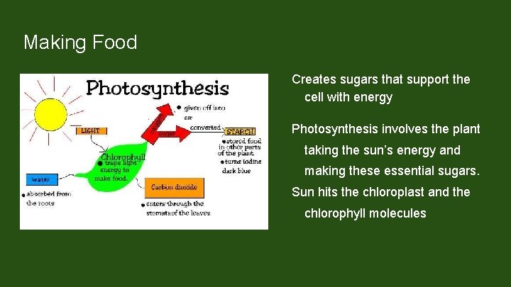 Making Food Creates sugars that support the cell with energy Photosynthesis involves the plant