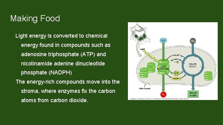 Making Food Light energy is converted to chemical energy found in compounds such as