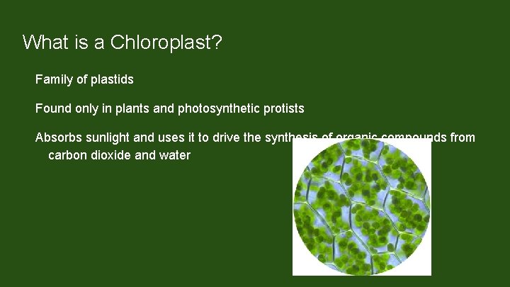 What is a Chloroplast? Family of plastids Found only in plants and photosynthetic protists