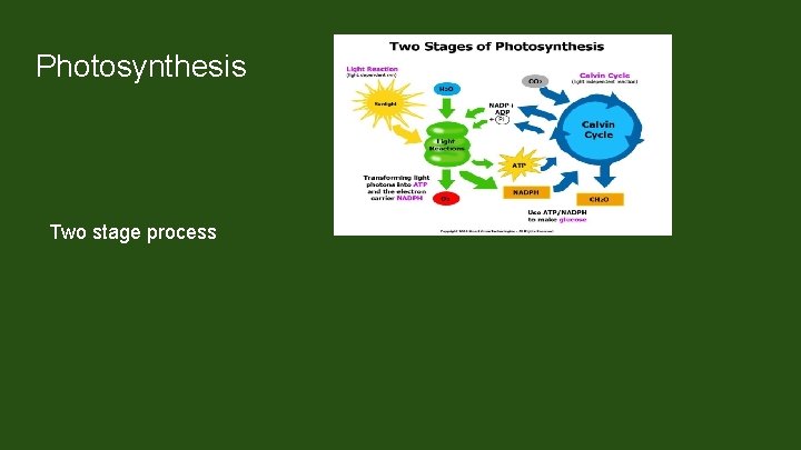 Photosynthesis Two stage process Light Dependent Process (Light Reactions) requires light energy to make