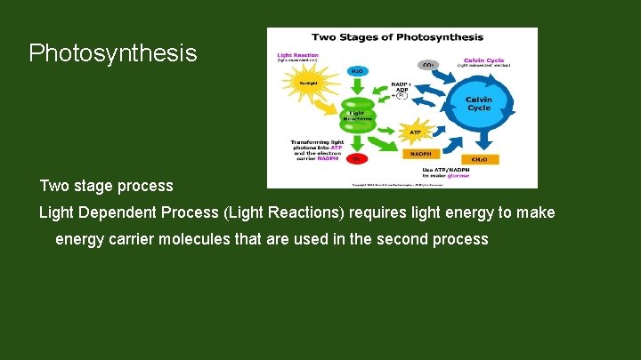 Photosynthesis Two stage process Light Dependent Process (Light Reactions) requires light energy to make