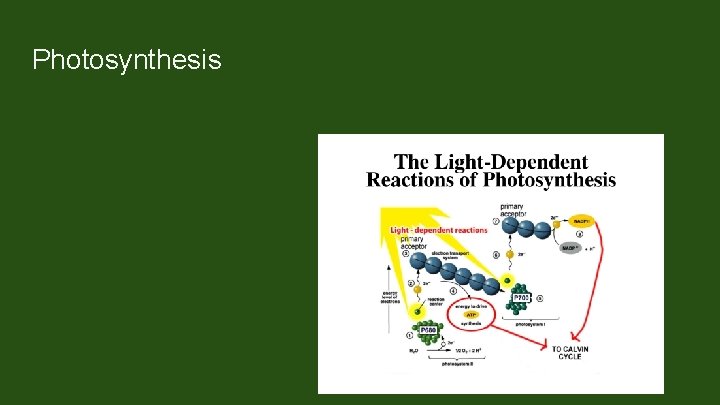 Photosynthesis The Dark Reactions can usually occur in the dark, if the energy carriers