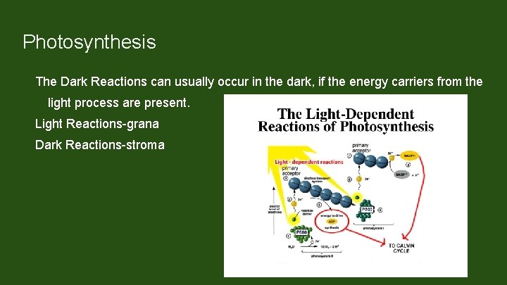 Photosynthesis The Dark Reactions can usually occur in the dark, if the energy carriers