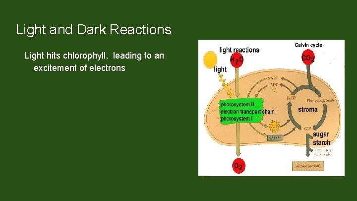 Light and Dark Reactions Light hits chlorophyll, leading to an excitement of electrons Series