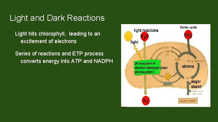 Light and Dark Reactions Light hits chlorophyll, leading to an excitement of electrons Series