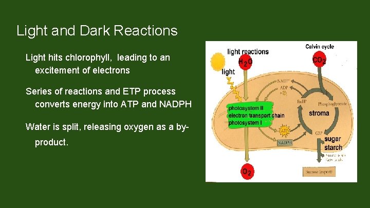 Light and Dark Reactions Light hits chlorophyll, leading to an excitement of electrons Series
