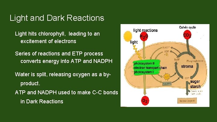Light and Dark Reactions Light hits chlorophyll, leading to an excitement of electrons Series