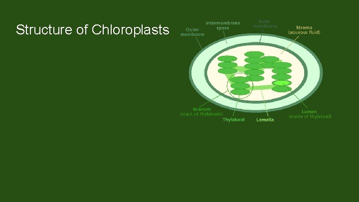 Structure of Chloroplasts Mobile and can change shape Chloroplast envelope Inner and outer membrane