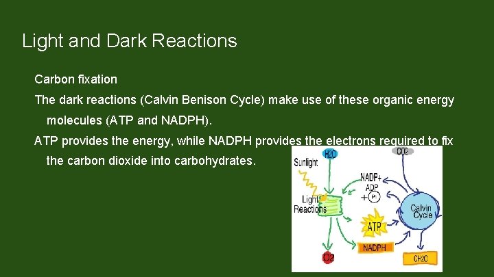 Light and Dark Reactions Carbon fixation The dark reactions (Calvin Benison Cycle) make use