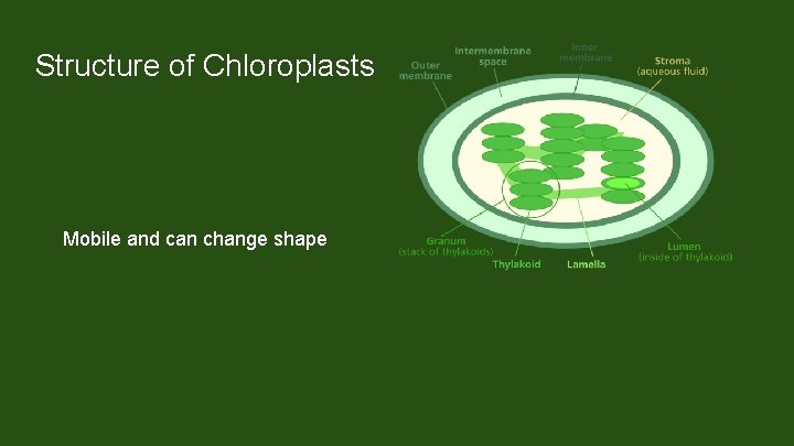 Structure of Chloroplasts Mobile and can change shape Chloroplast envelope Inner and outer membrane