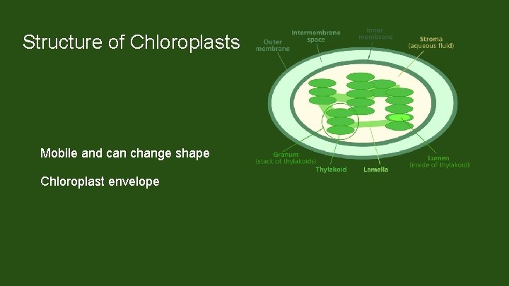 Structure of Chloroplasts Mobile and can change shape Chloroplast envelope Inner and outer membrane