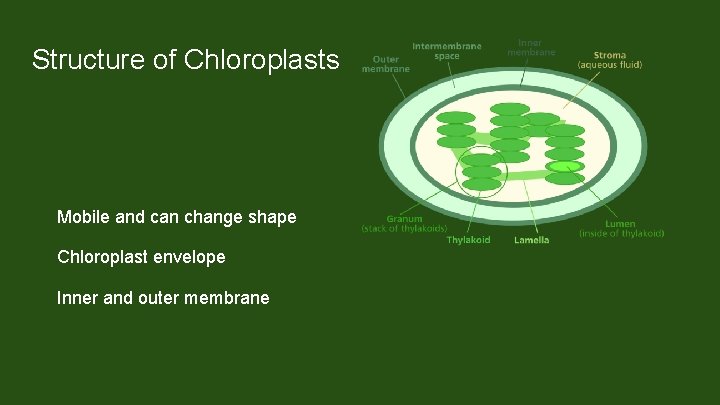 Structure of Chloroplasts Mobile and can change shape Chloroplast envelope Inner and outer membrane