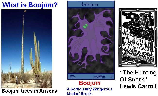 What is Boojum? Boojum trees in Arizona A particularly dangerous kind of Snark “The