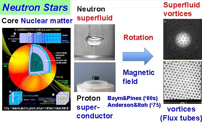 Superfluid vortices Neutron Stars Neutron Core Nuclear matter superfluid Rotation Magnetic field Proton Baym&Pines