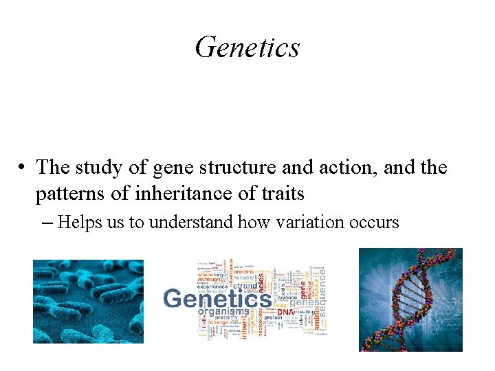 Genetics • The study of gene structure and action, and the patterns of inheritance