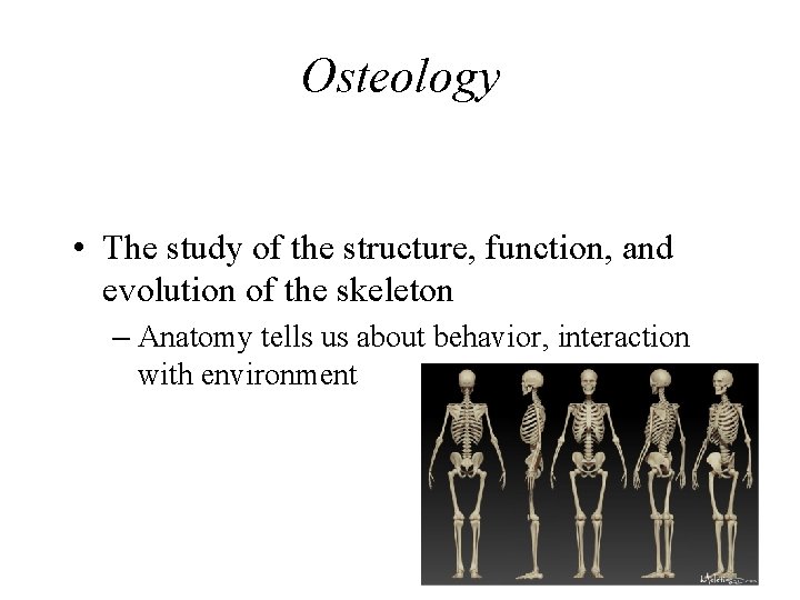 Osteology • The study of the structure, function, and evolution of the skeleton –