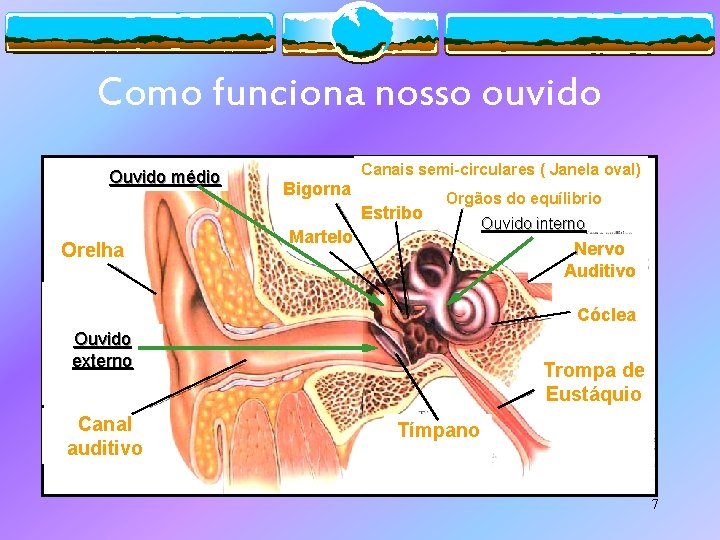 Como funciona nosso ouvido Ouvido médio Canais semi-circulares ( Janela oval) Bigorna Estribo Orelha