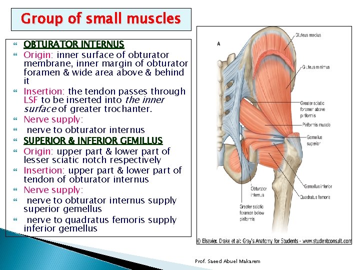 Group of small muscles OBTURATOR INTERNUS Origin: inner surface of obturator membrane, inner margin