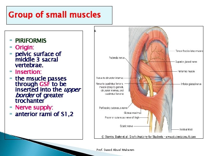 Group of small muscles PIRIFORMIS Origin: pelvic surface of middle 3 sacral vertebrae. Insertion: