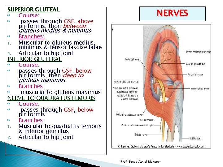 SUPERIOR GLUTEAL Course: passes through GSF, above piriformis, then between NERVES gluteus medius &