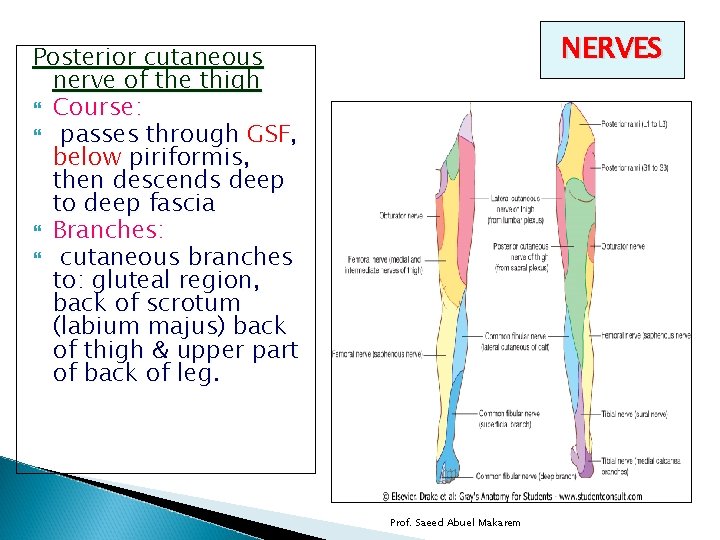 NERVES Posterior cutaneous nerve of the thigh Course: passes through GSF, below piriformis, then