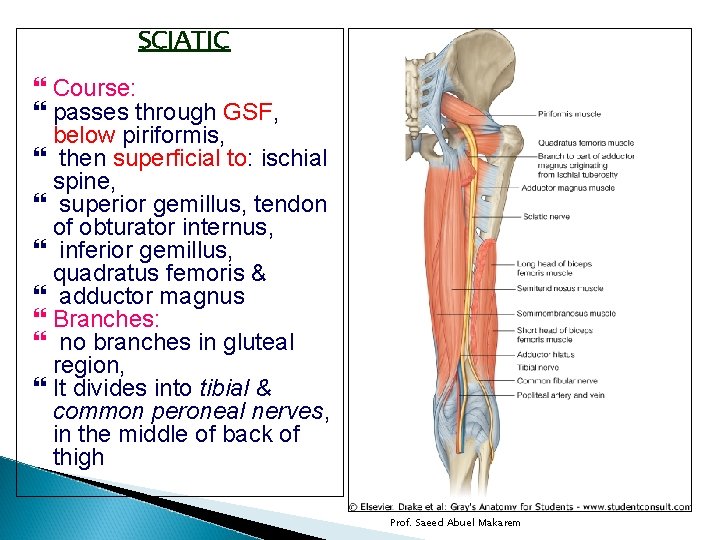 SCIATIC Course: passes through GSF, below piriformis, then superficial to: ischial spine, superior gemillus,