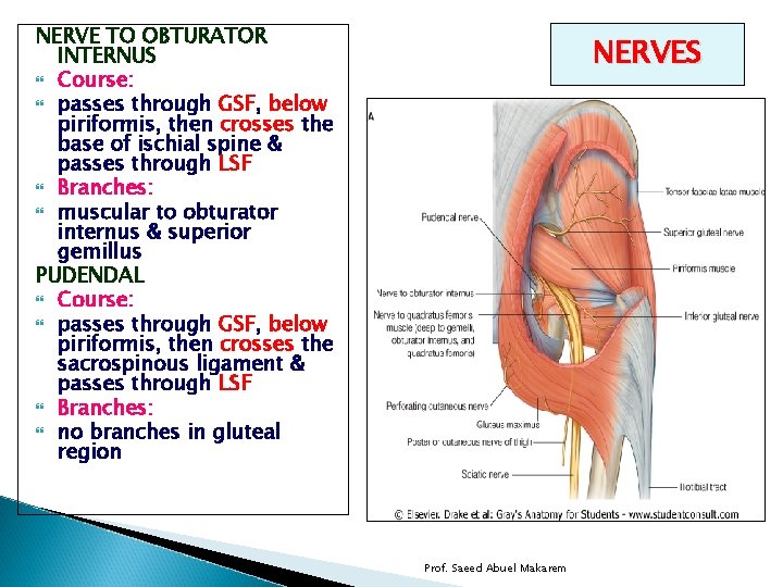 NERVE TO OBTURATOR INTERNUS Course: passes through GSF, below piriformis, then crosses the base