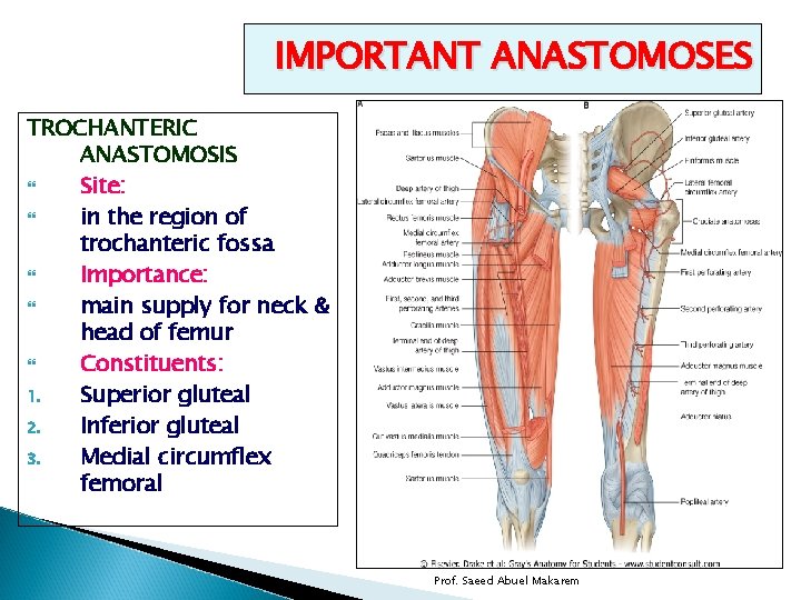 IMPORTANT ANASTOMOSES TROCHANTERIC ANASTOMOSIS Site: in the region of trochanteric fossa Importance: main supply