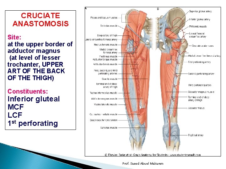 CRUCIATE ANASTOMOSIS Site: at the upper border of adductor magnus (at level of lesser