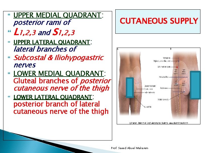  UPPER MEDIAL QUADRANT: UPPER LATERAL QUADRANT: posterior rami of L 1, 2, 3