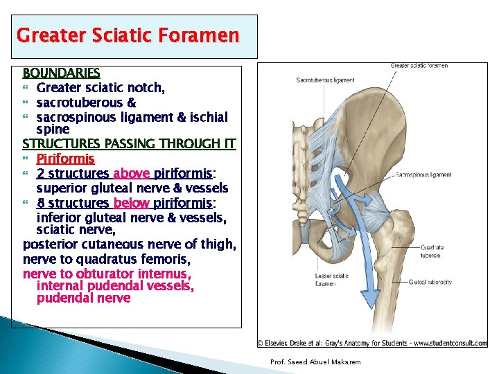 Greater Sciatic Foramen BOUNDARIES Greater sciatic notch, sacrotuberous & sacrospinous ligament & ischial spine