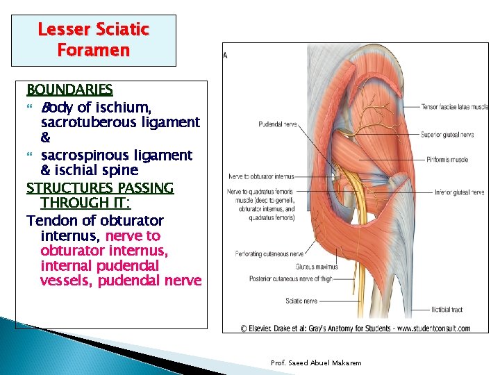 Lesser Sciatic Foramen BOUNDARIES Body of ischium, sacrotuberous ligament & sacrospinous ligament & ischial