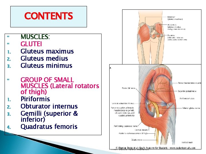 CONTENTS 1. 2. 3. 4. MUSCLES: GLUTEI Gluteus maximus Gluteus medius Gluteus minimus GROUP