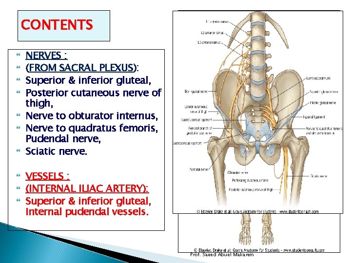 CONTENTS NERVES : (FROM SACRAL PLEXUS): Superior & inferior gluteal, Posterior cutaneous nerve of