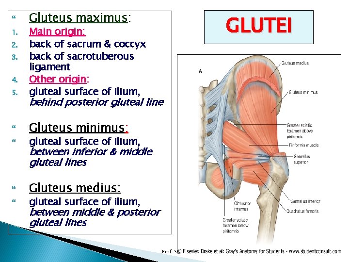  Gluteus maximus: 5. Main origin: back of sacrum & coccyx back of sacrotuberous