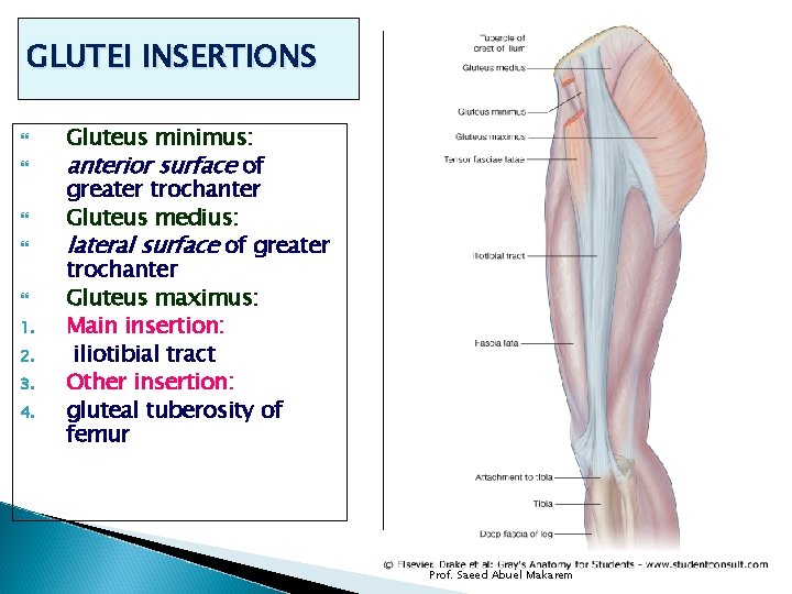 GLUTEI INSERTIONS 1. 2. 3. 4. Gluteus minimus: anterior surface of greater trochanter Gluteus