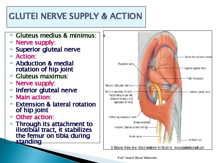 GLUTEI NERVE SUPPLY & ACTION Gluteus medius & minimus: Nerve supply: Superior gluteal nerve