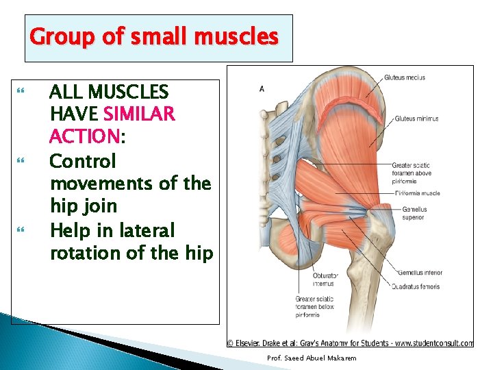 Group of small muscles ALL MUSCLES HAVE SIMILAR ACTION: Control movements of the hip