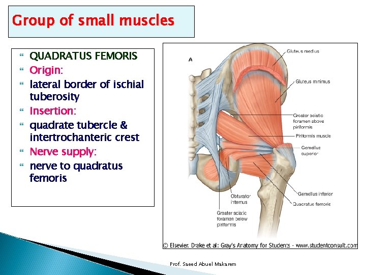 Group of small muscles QUADRATUS FEMORIS Origin: lateral border of ischial tuberosity Insertion: quadrate