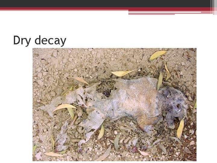 Dry decay 