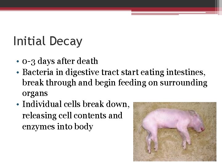 Initial Decay • 0 -3 days after death • Bacteria in digestive tract start