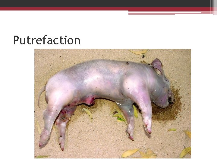 Putrefaction 