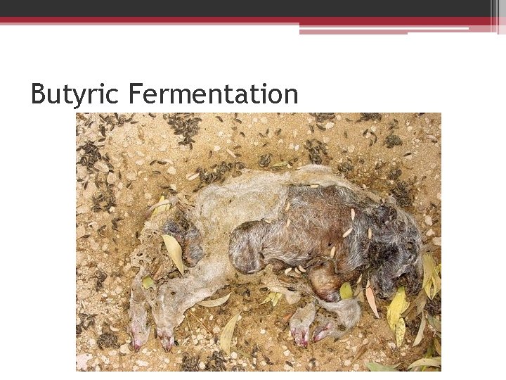 Butyric Fermentation 