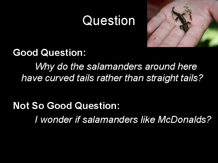 Question Good Question: Why do the salamanders around here have curved tails rather than