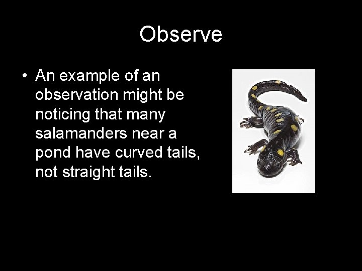 Observe • An example of an observation might be noticing that many salamanders near