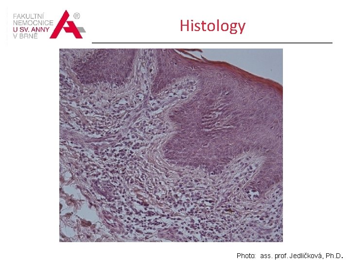 Histology Photo: ass. prof. Jedličková, Ph. D. 