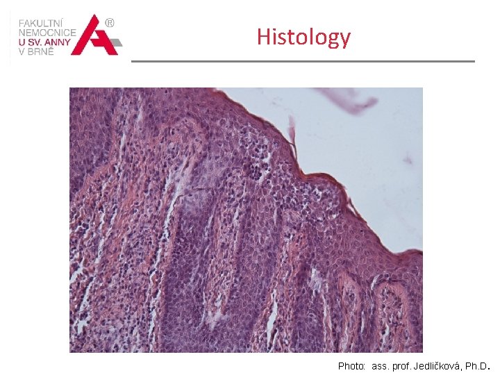 Histology Photo: ass. prof. Jedličková, Ph. D. 